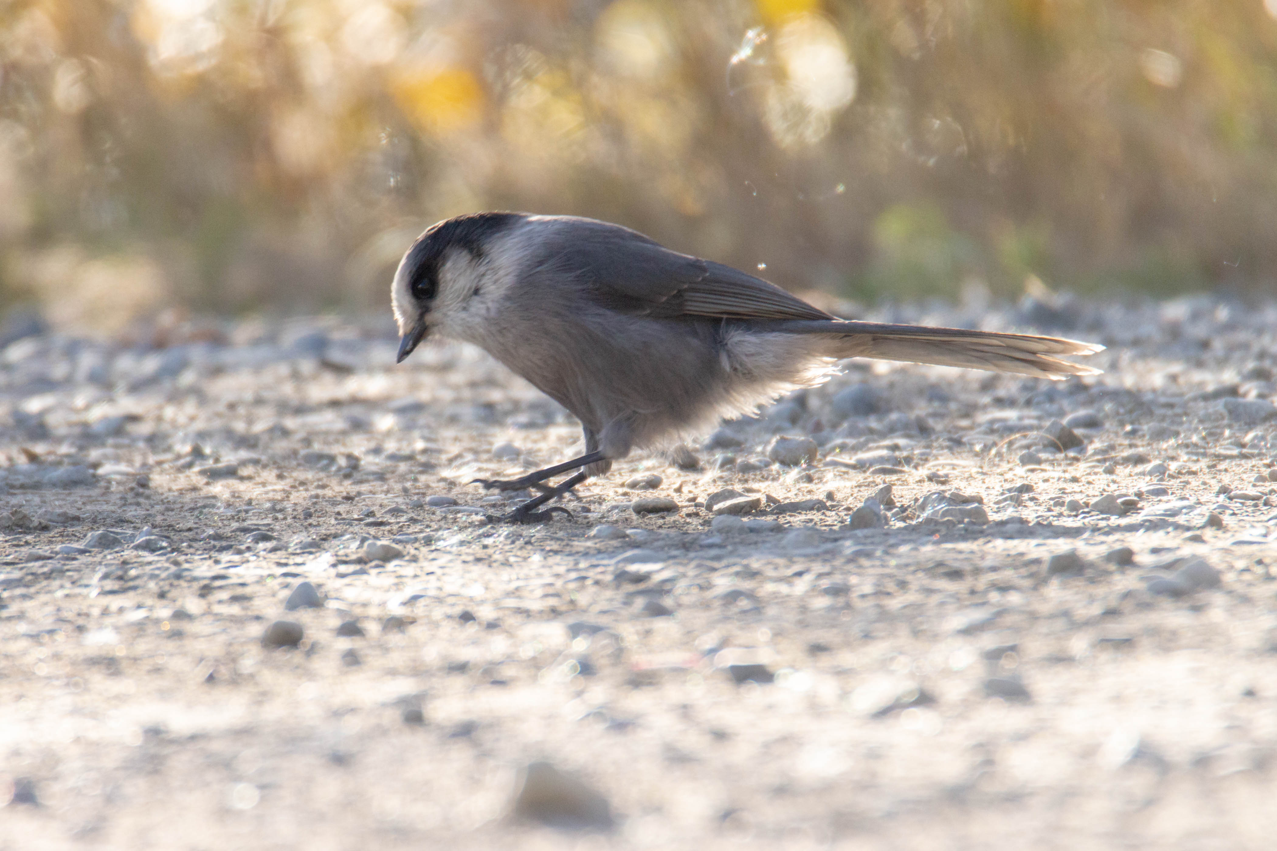 L'oiseau rapide, encore