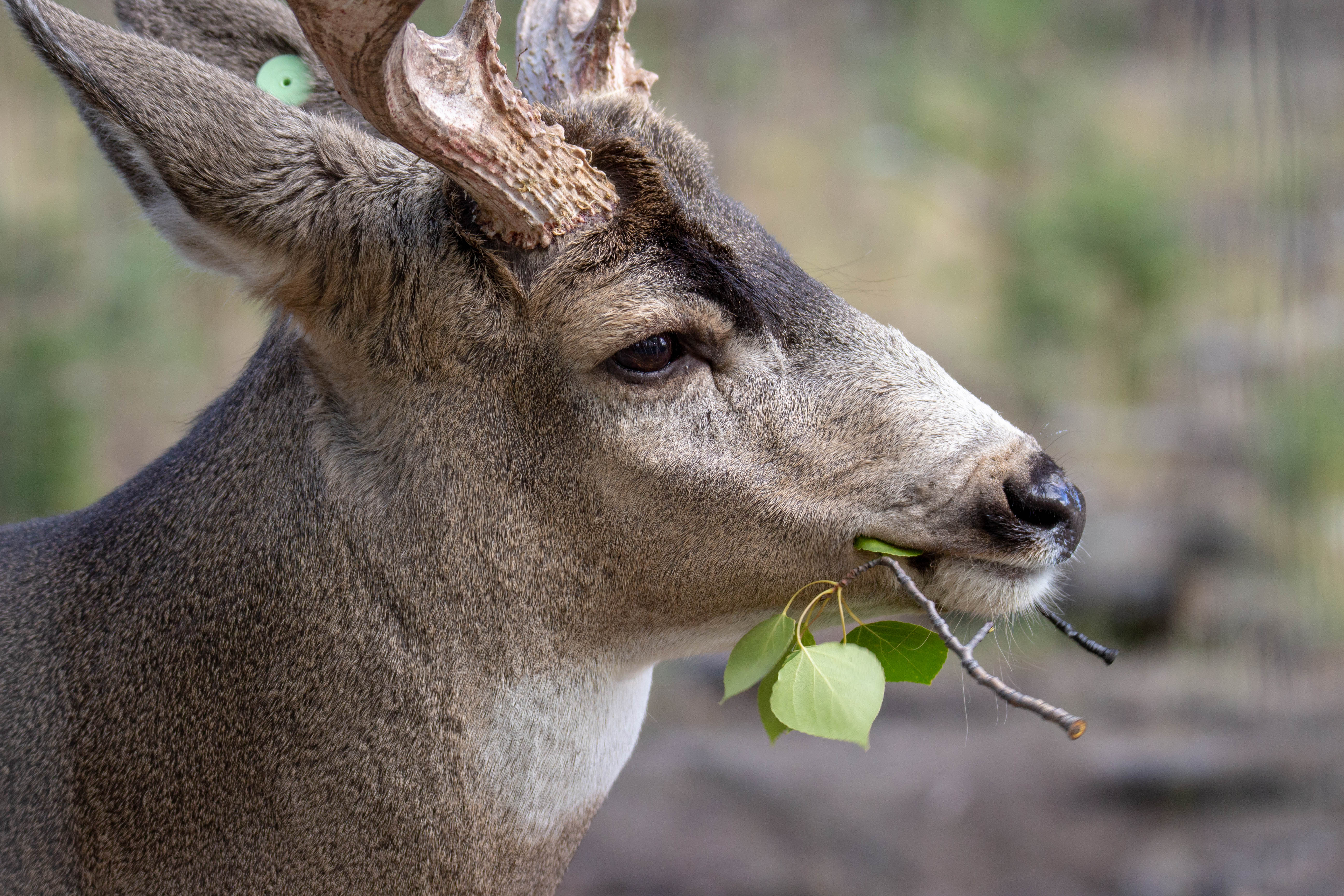 Bébé mule deer