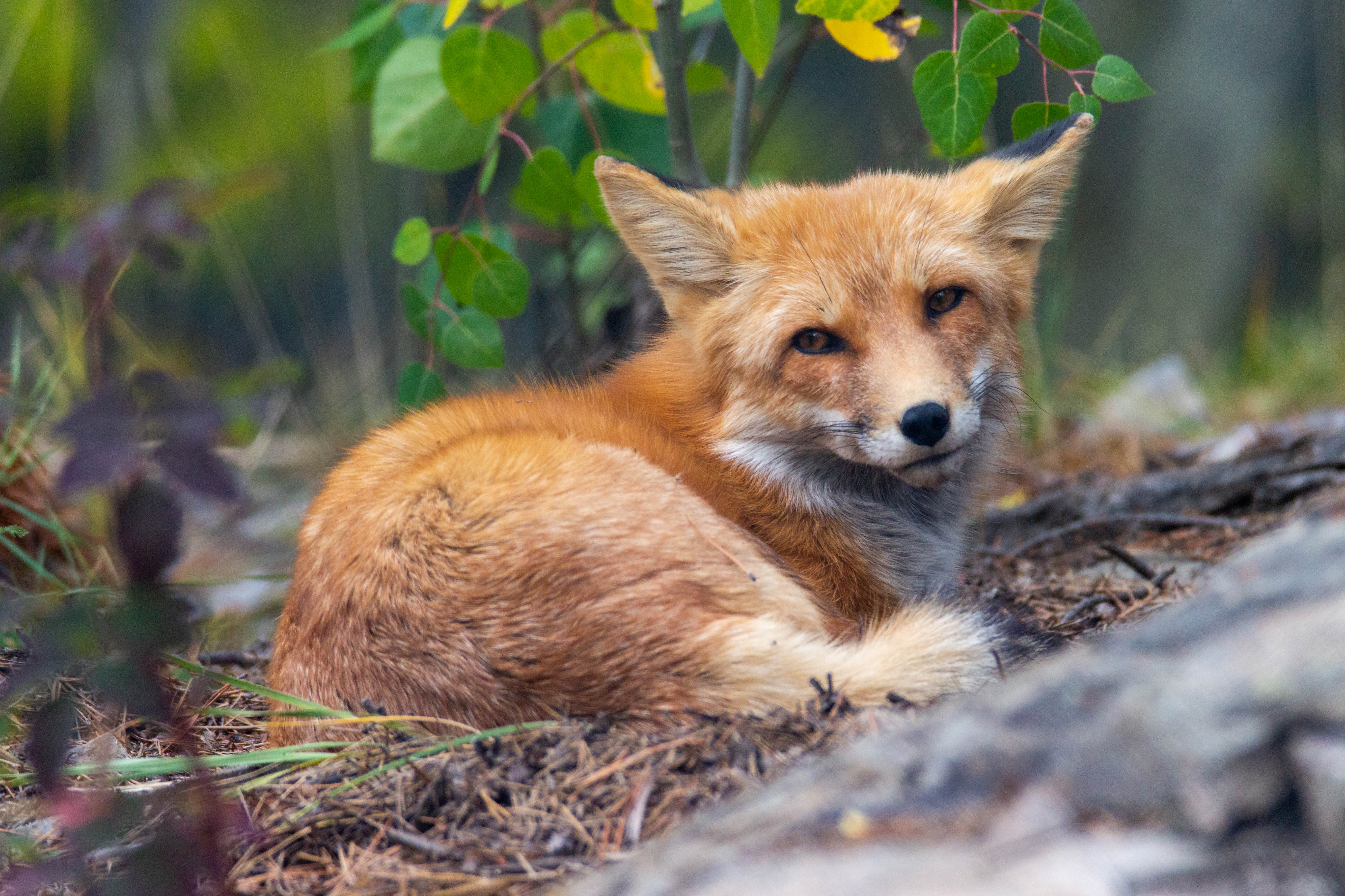 Red fox se réveille