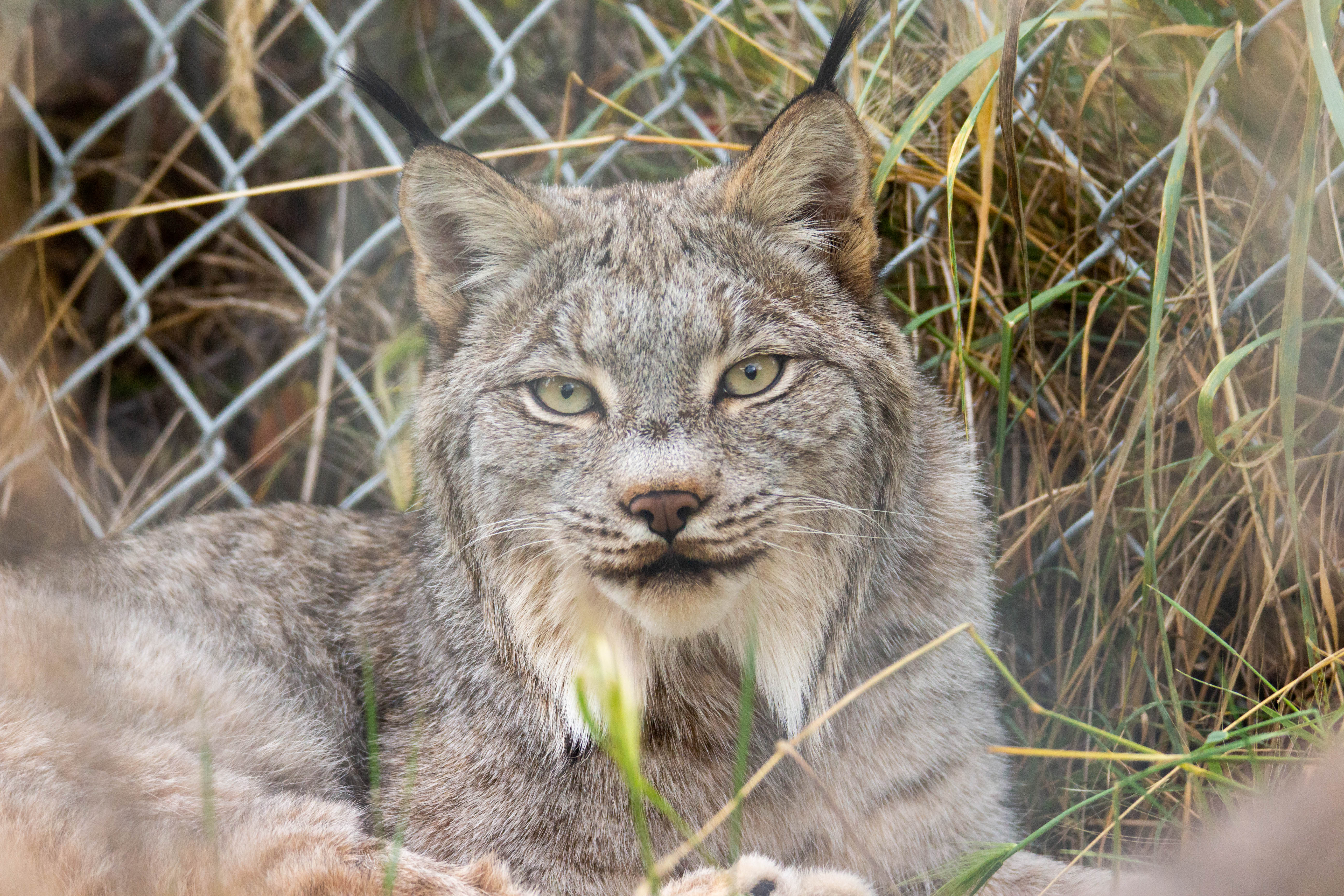 Lynx