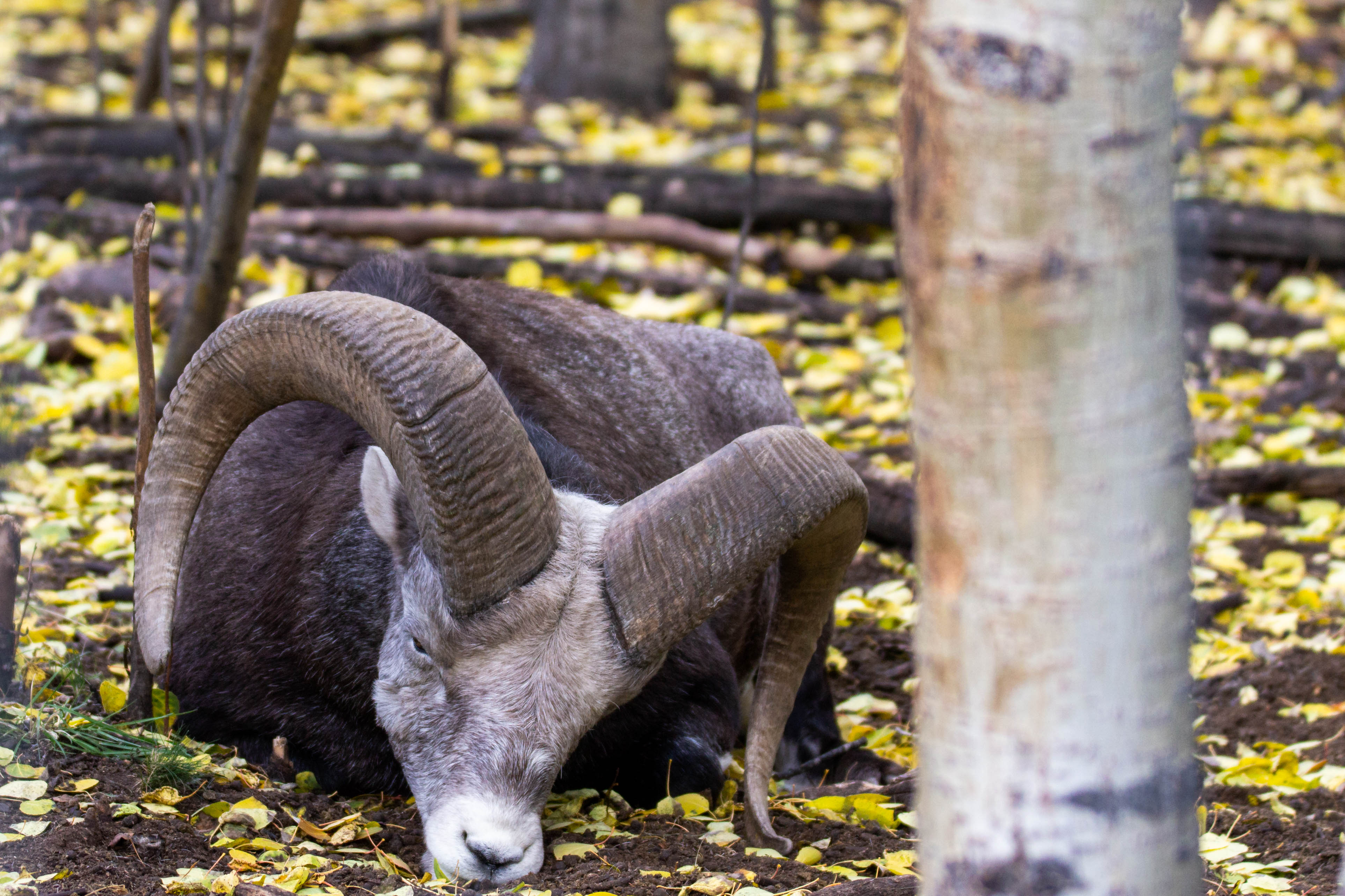 Mountain sheep