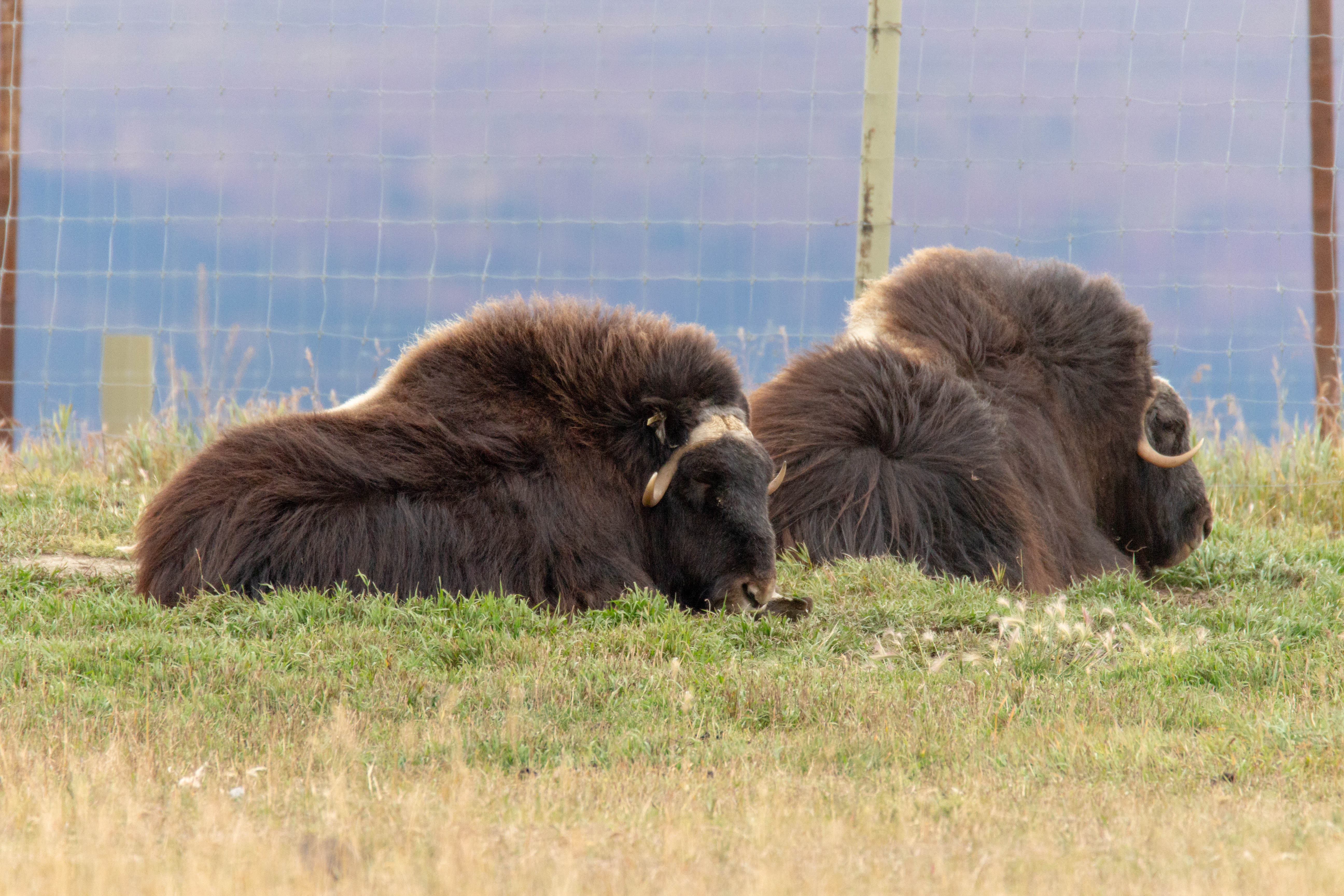 Musk ox