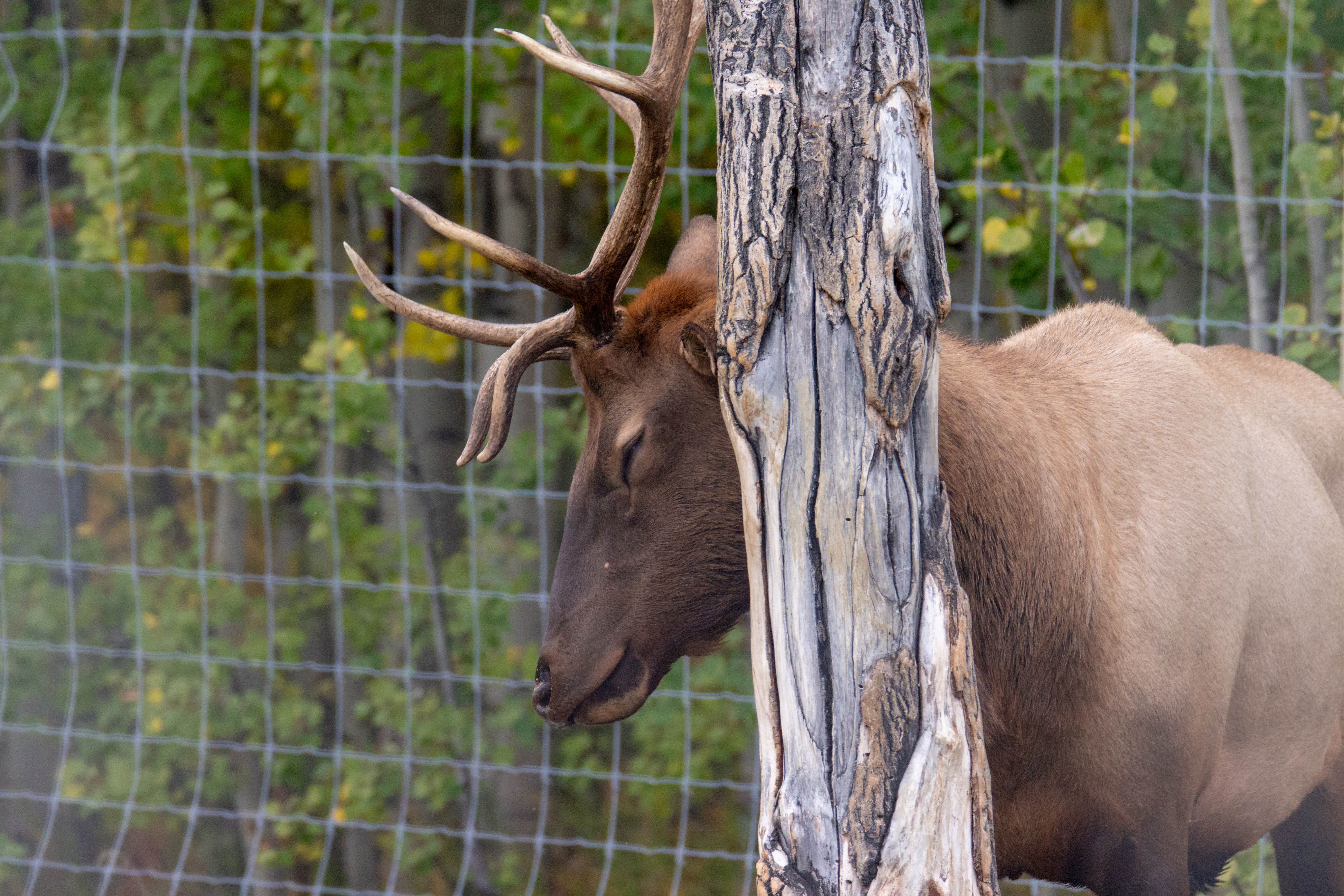 Elk