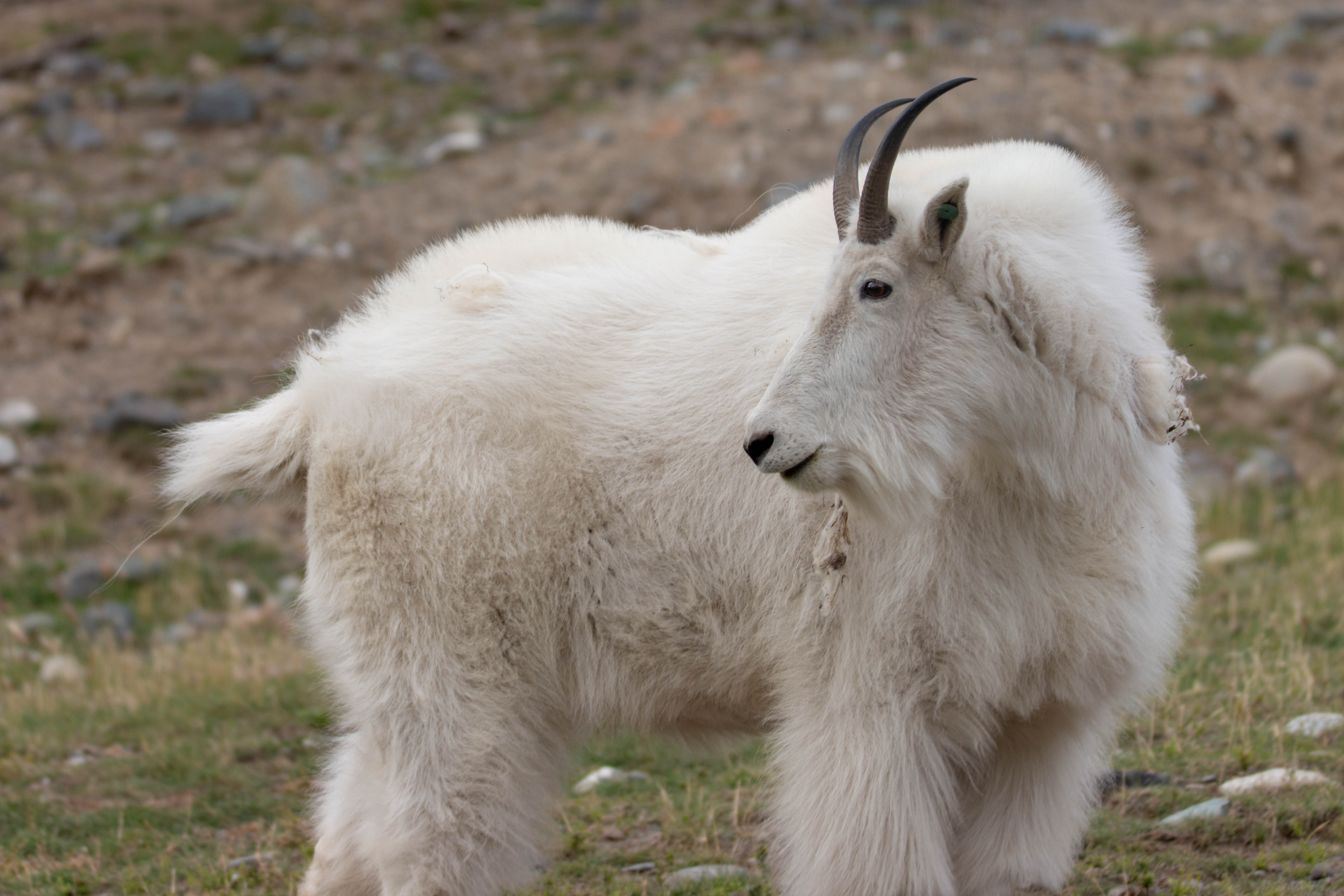 Mountain goat