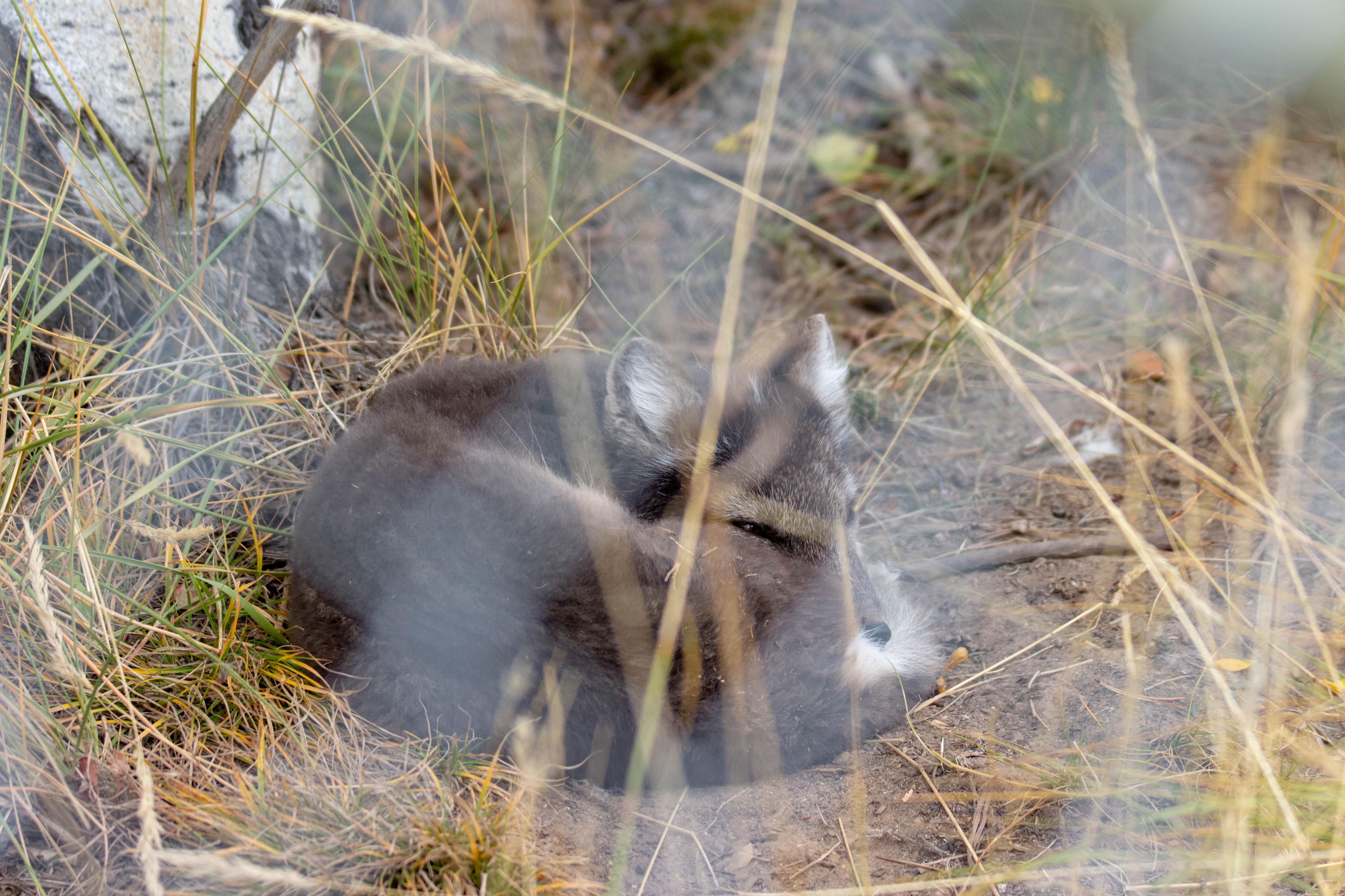 Grillage... Arctic Fox