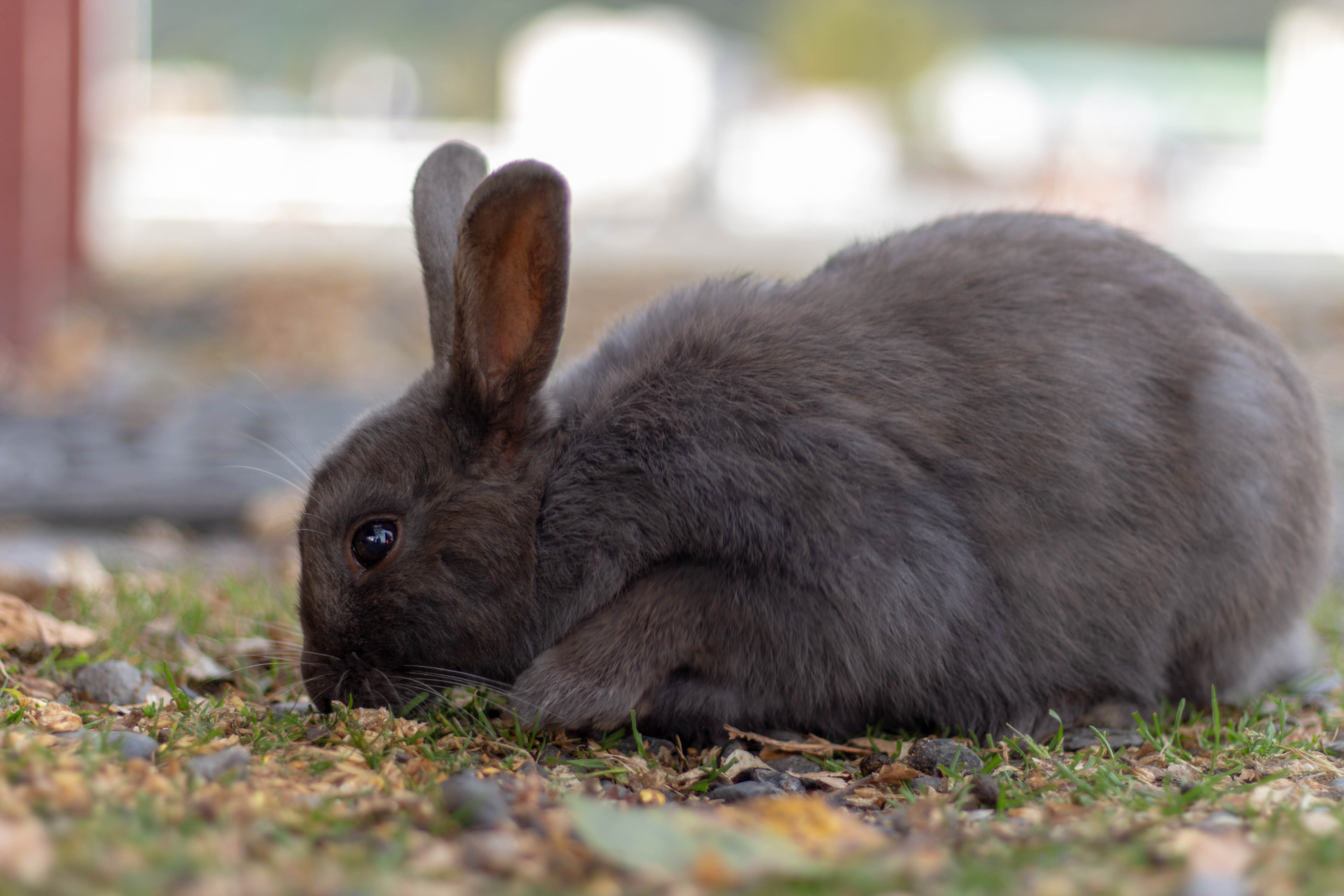 Des MILLIARDS de lapins