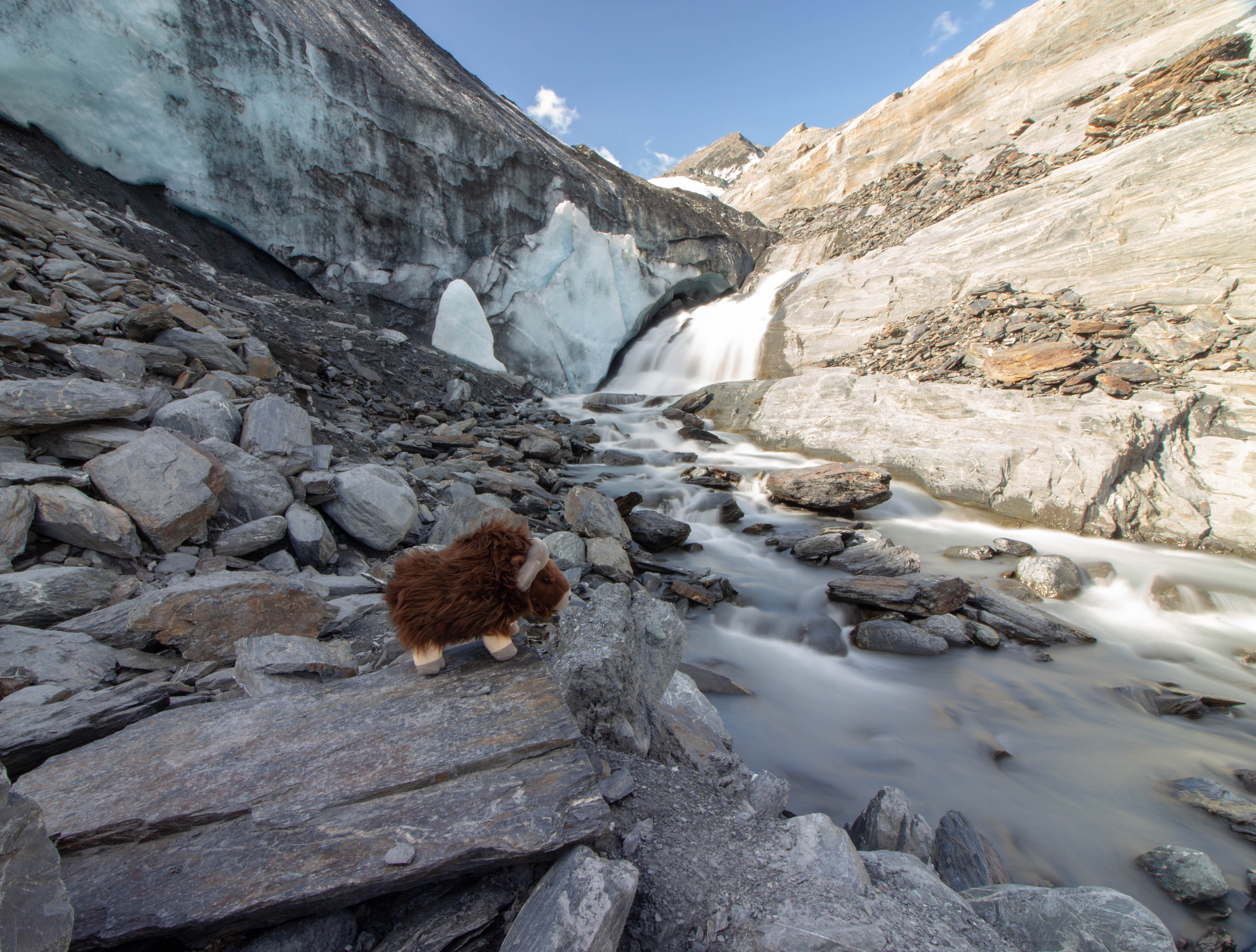 Musky devant le Worthington Glacier
