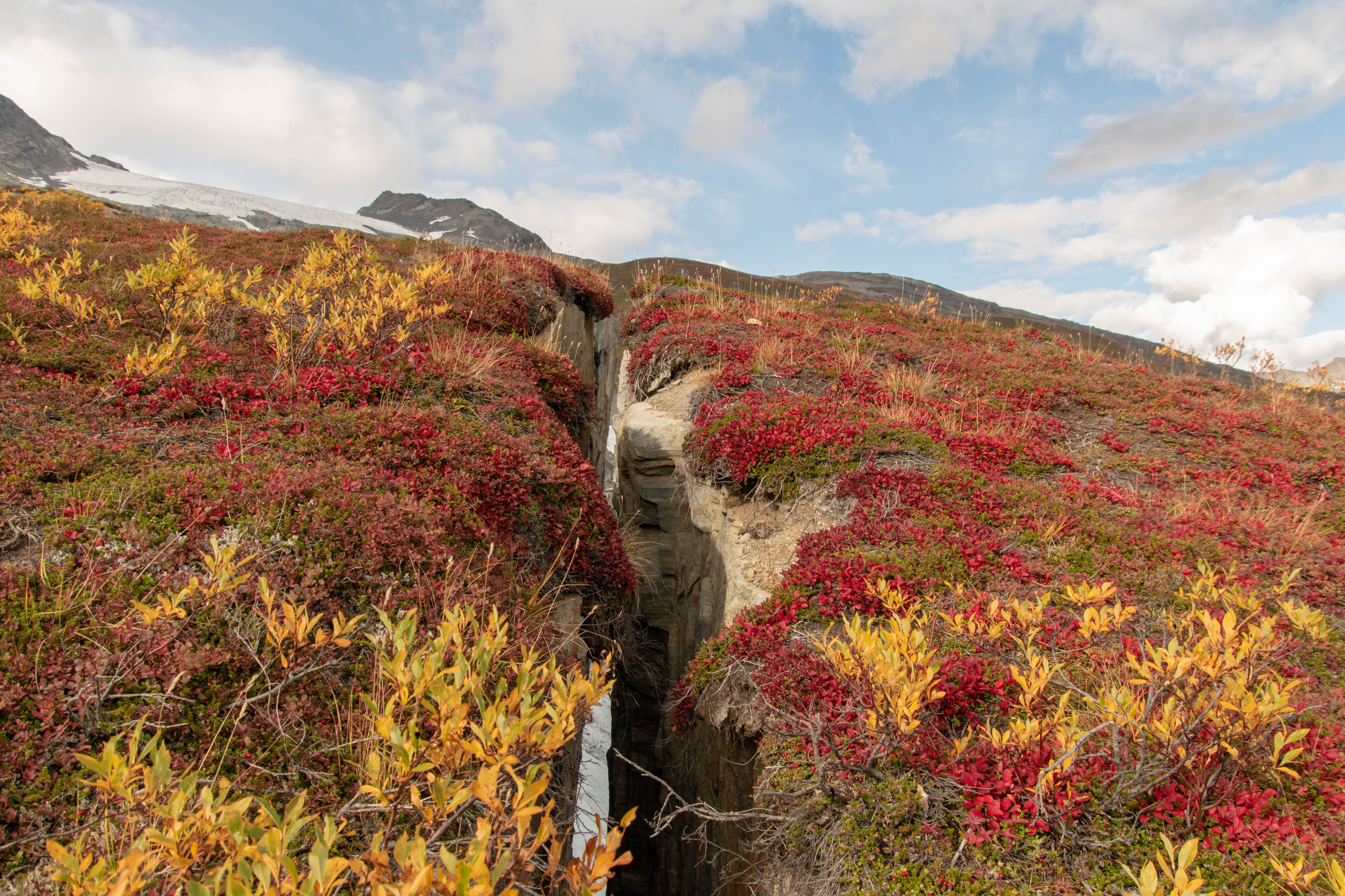 Végétation flamboyante
