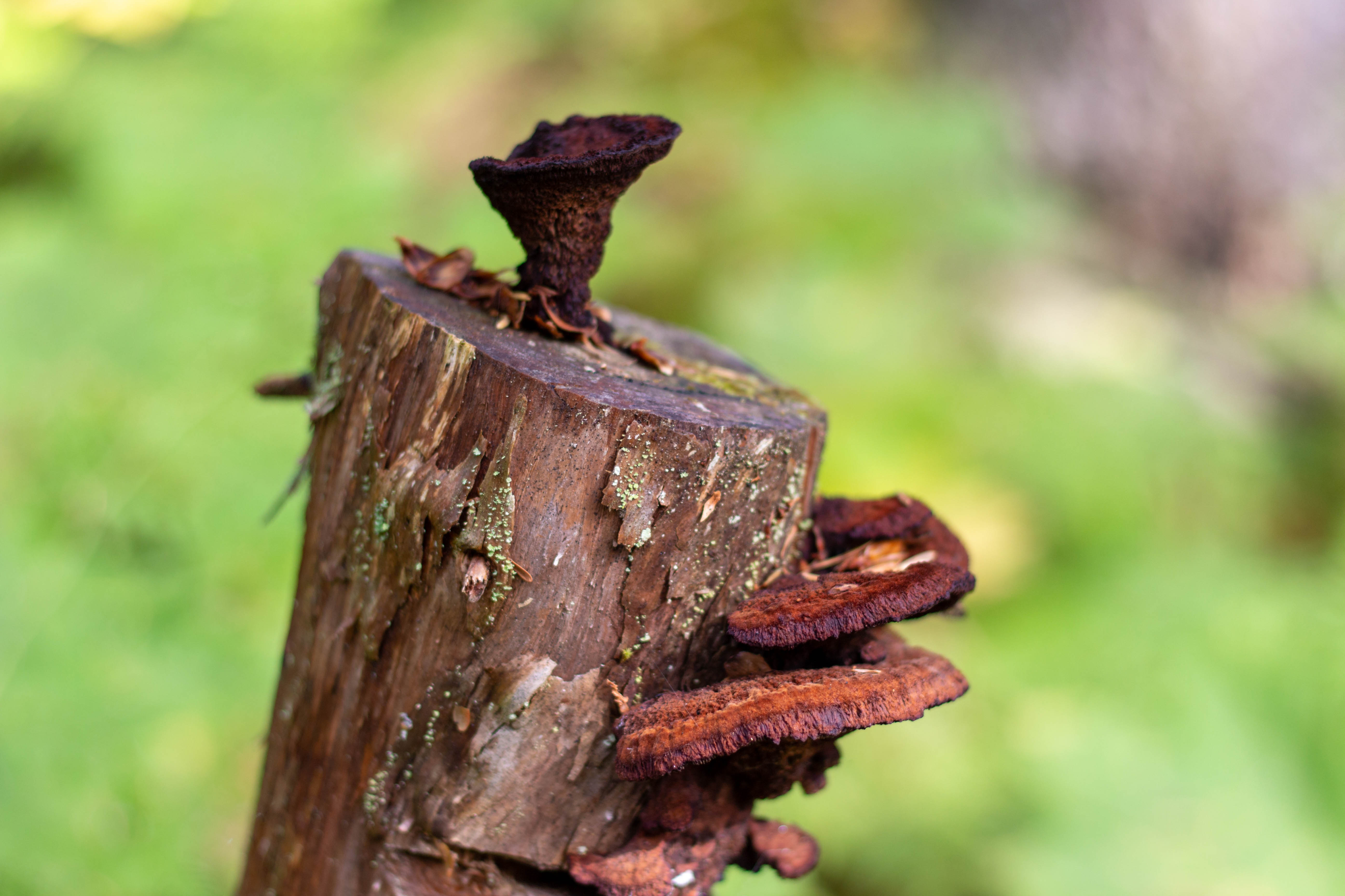 Salade de champignons
