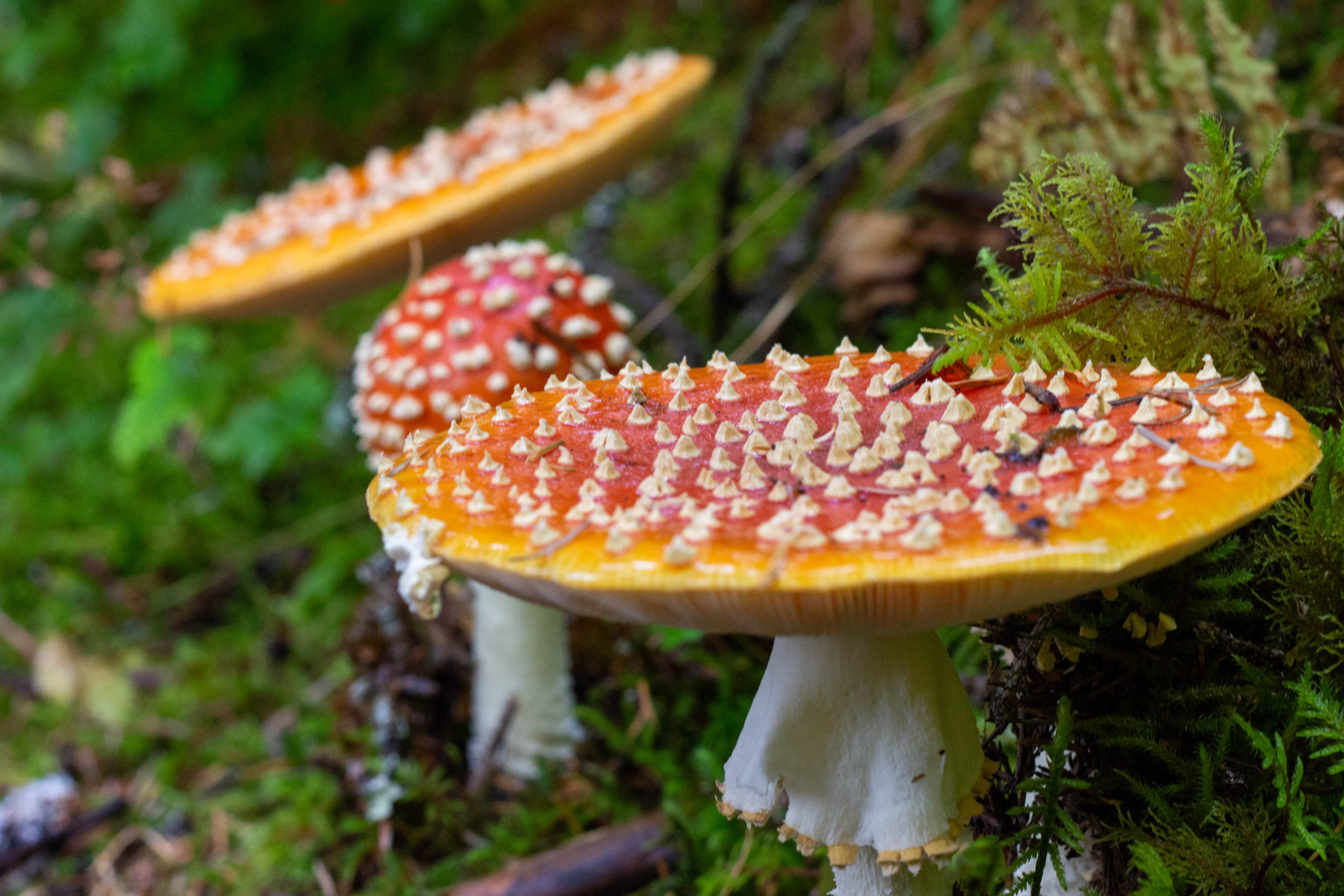 Salade de champignons 2