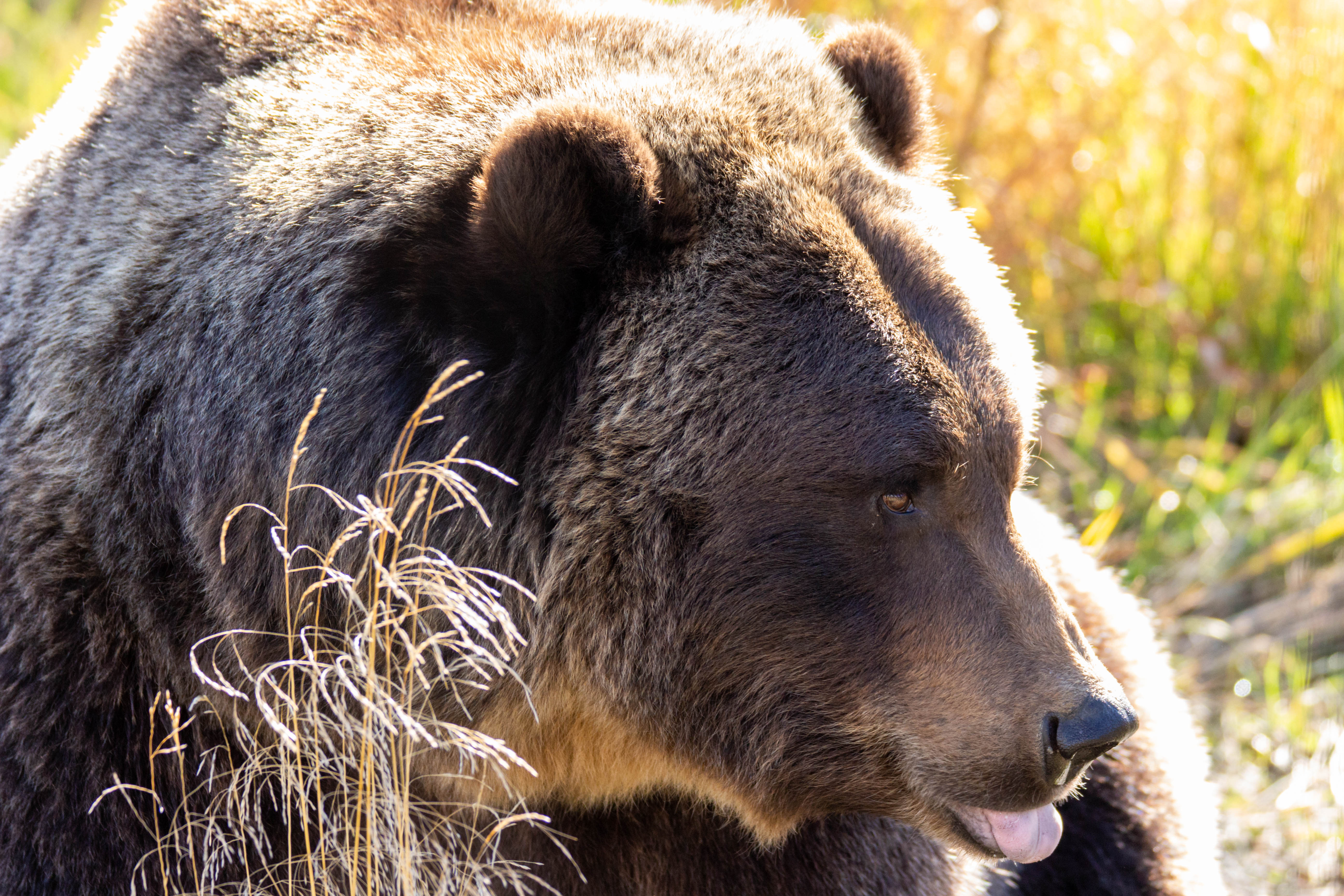 Petit ours brun fait la sieste