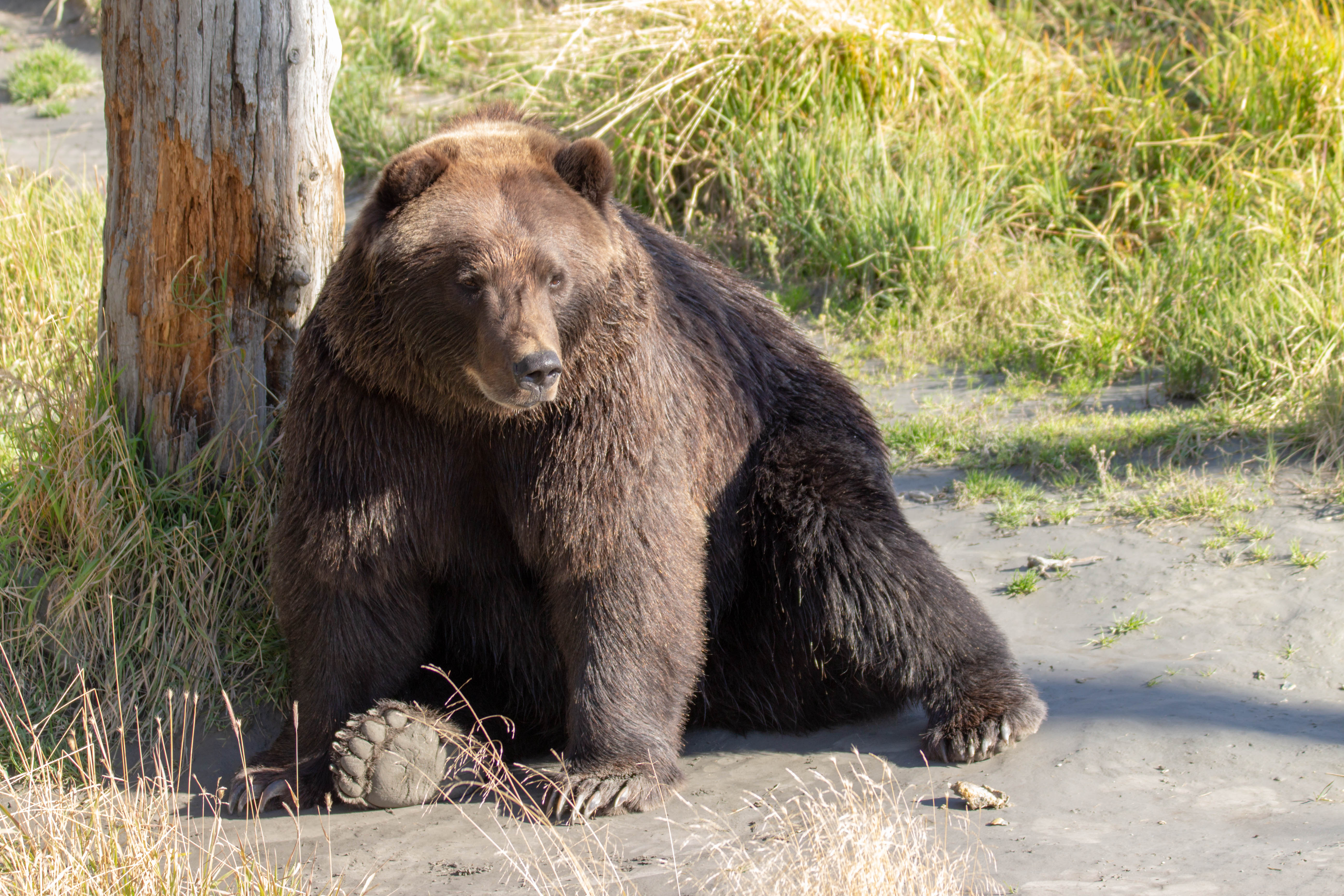 Une patoune de grande taille