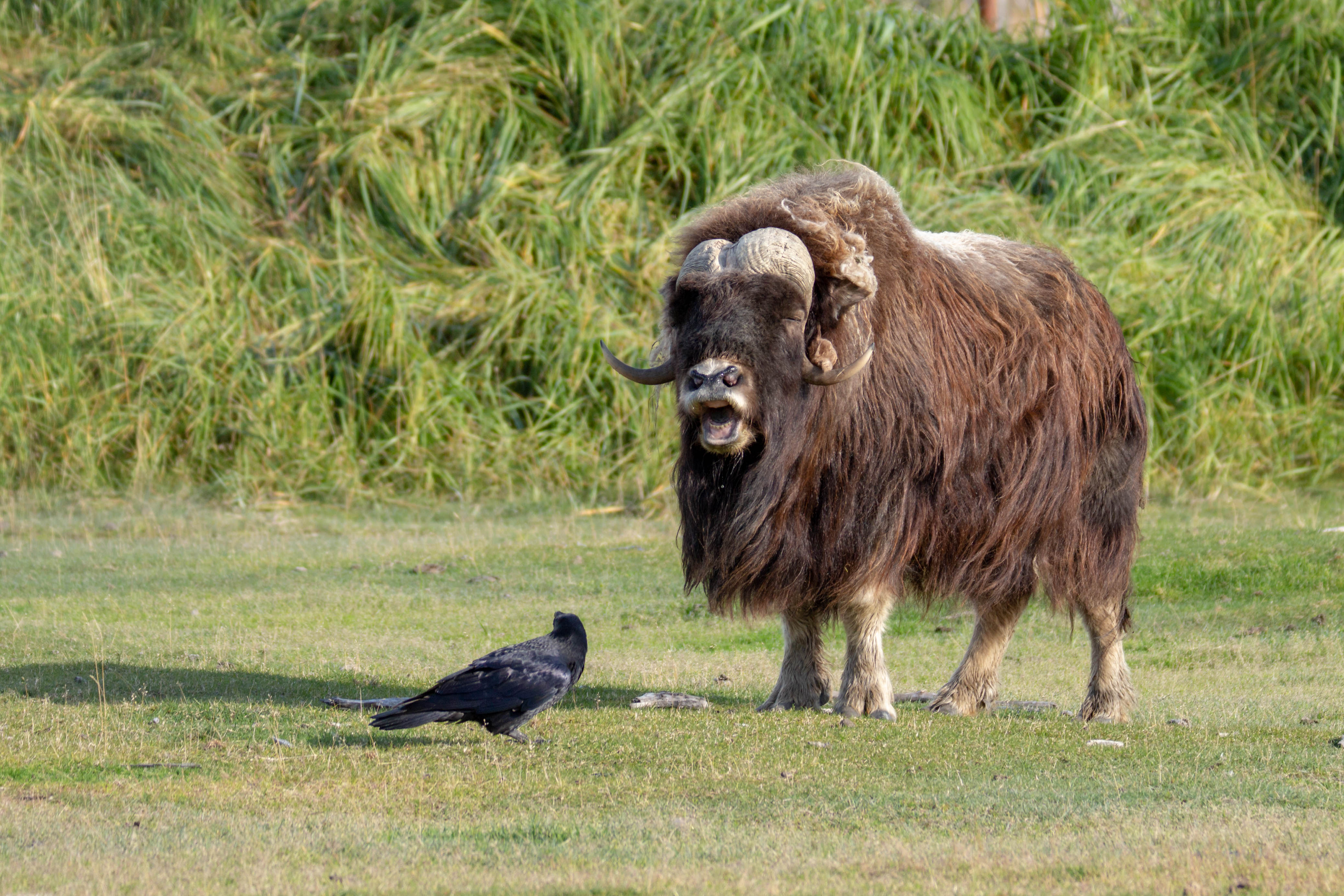 Musk Ox VS Raven