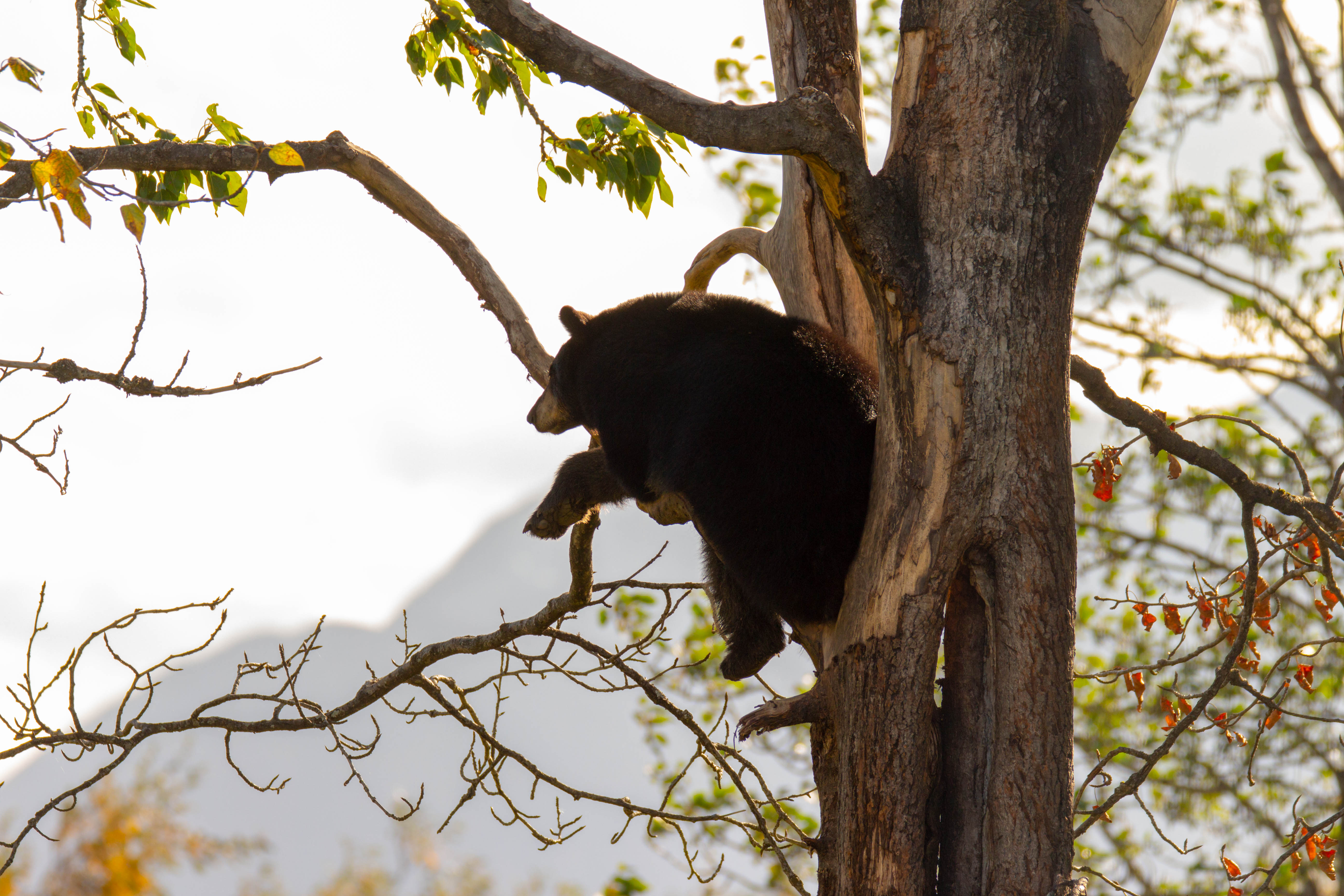 Une sieste... en l'air !?