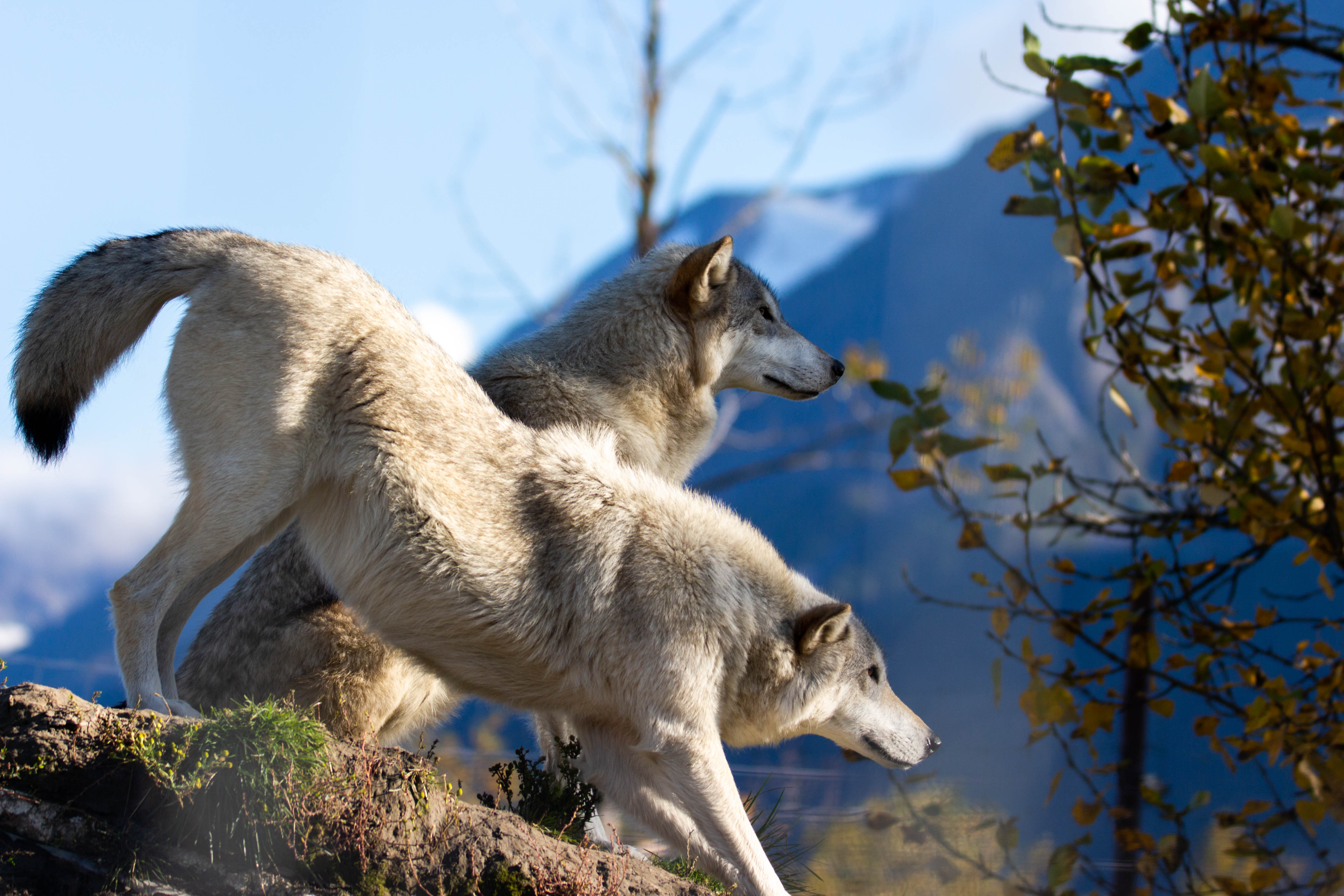 Les loups commencent à jouer