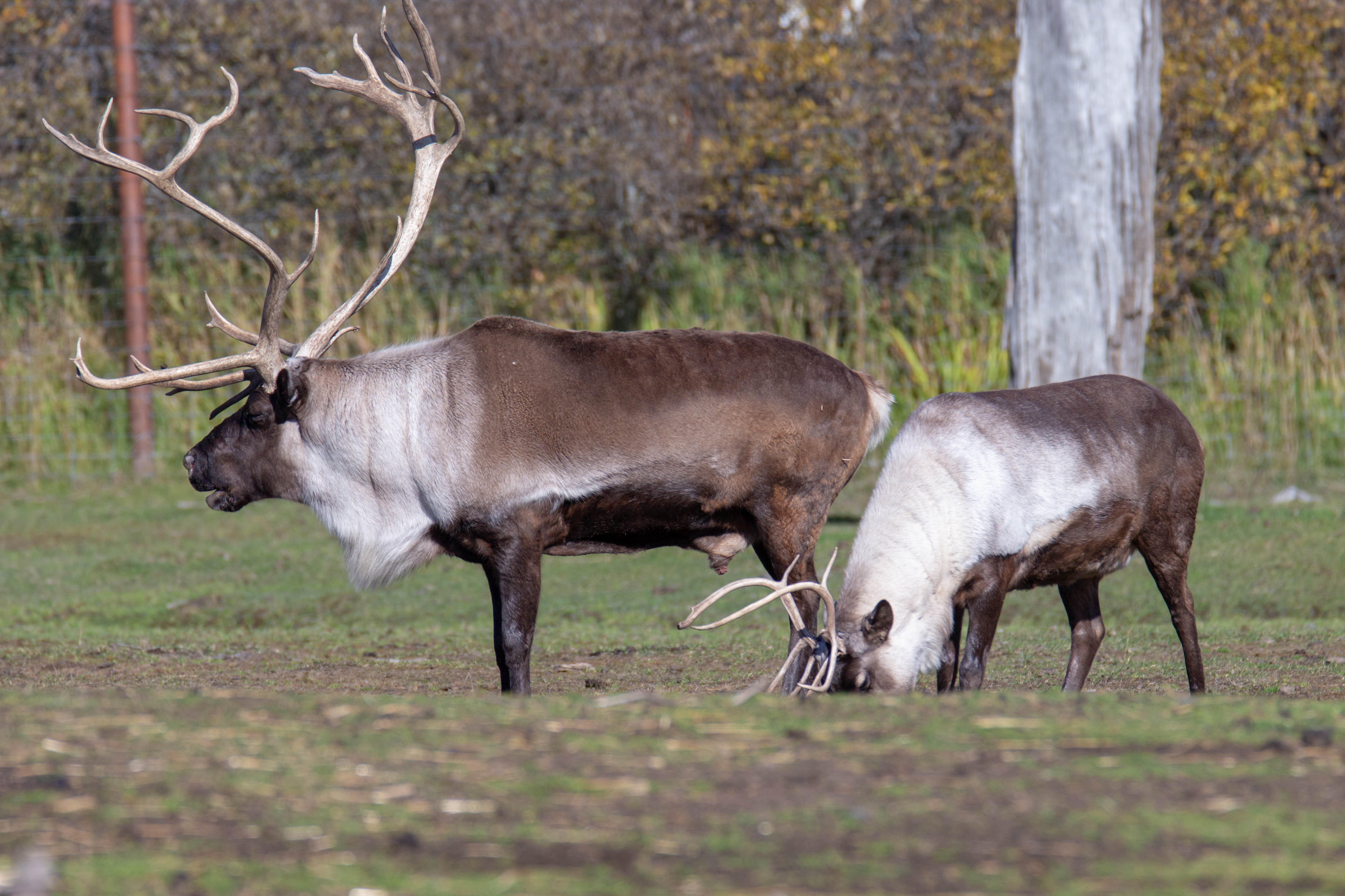 Caribous