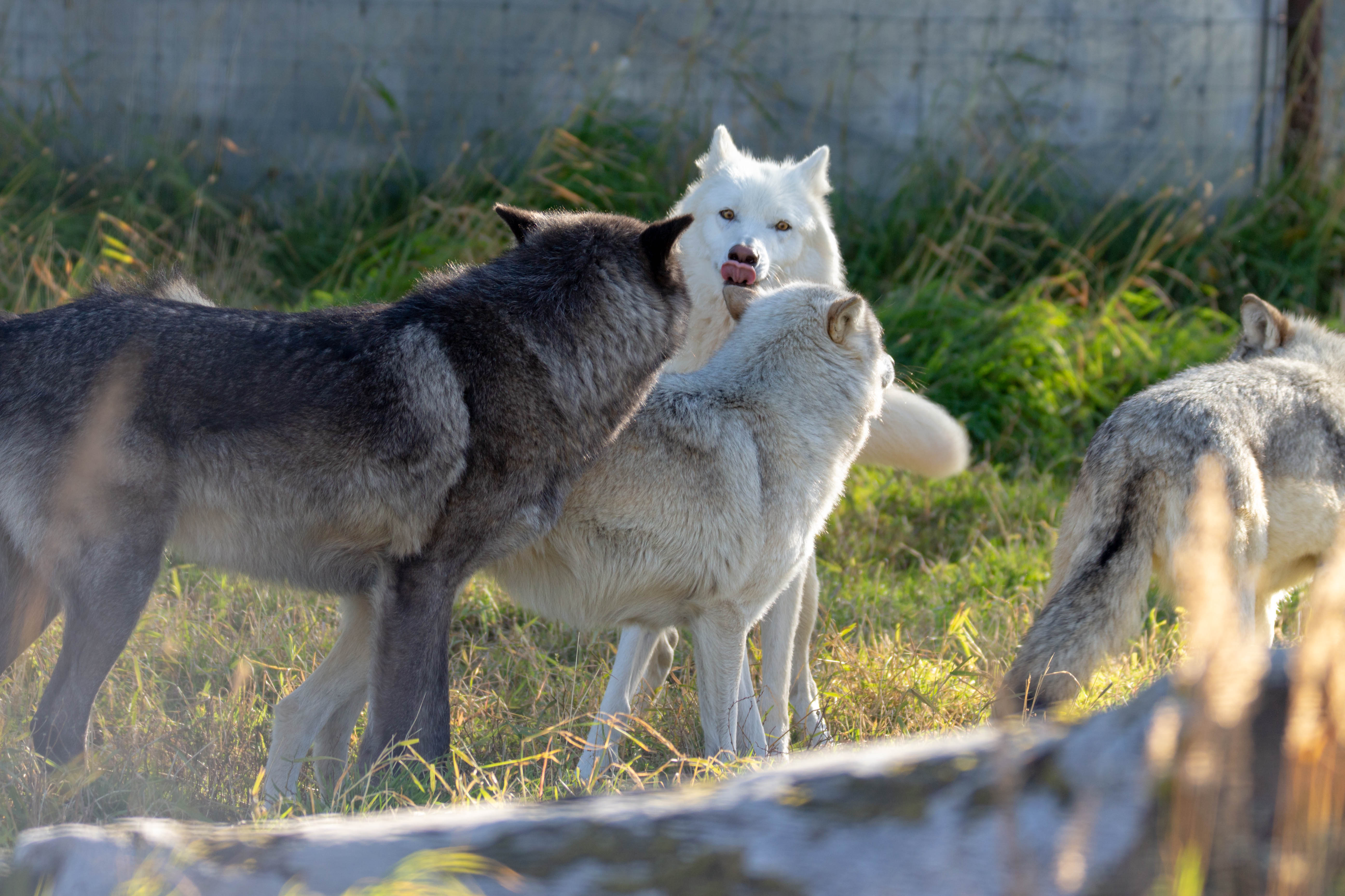Haha c'est toi l'chat !