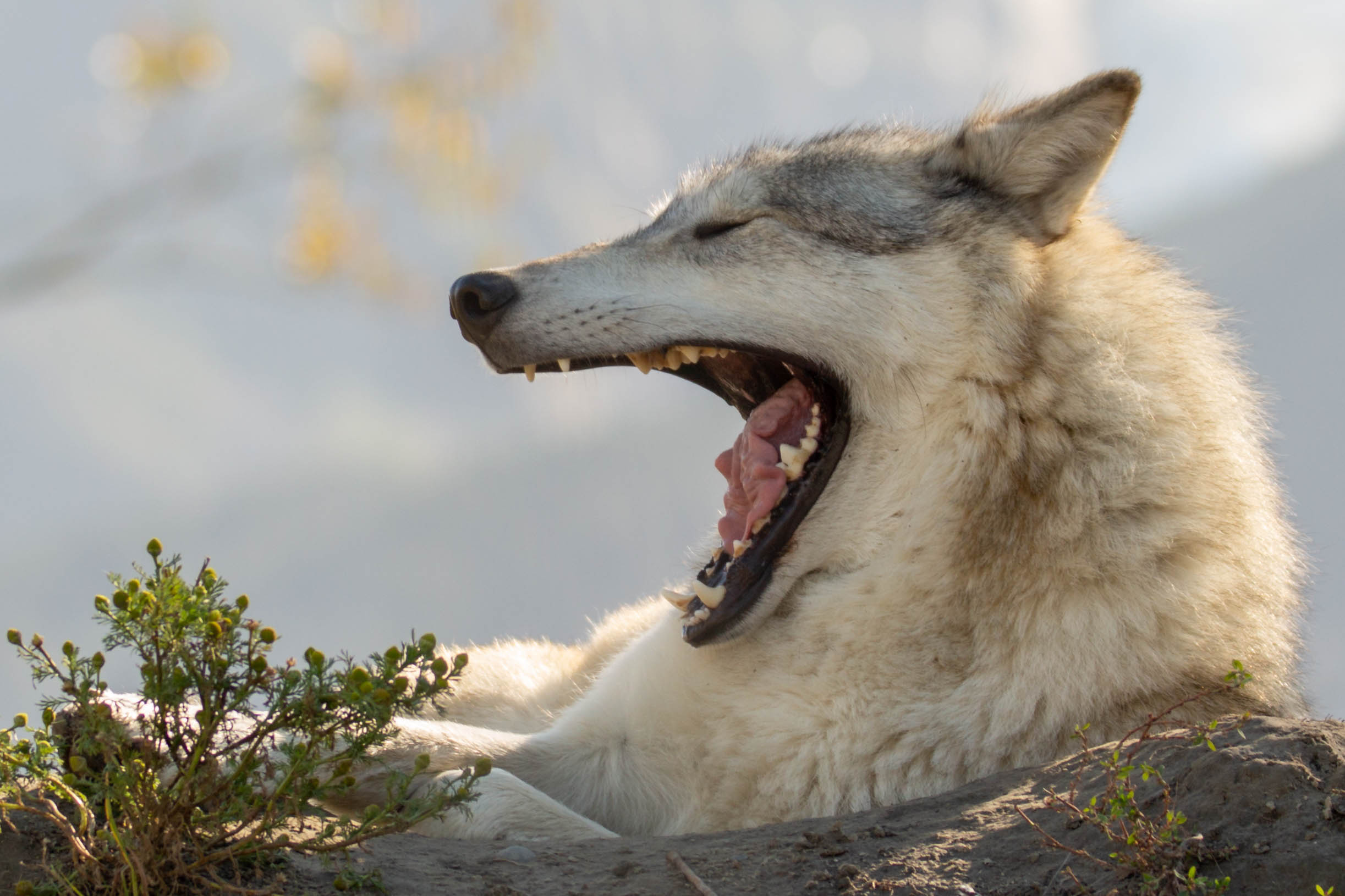 La terreur des dentistes
